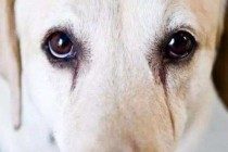 狗狗有泪痕怎么办