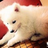 怎样防治犬布氏杆菌病?