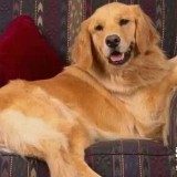 犬肉毒梭菌毒素中毒是怎么回事?