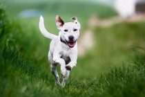 有关狗狗尾巴的六个密秘,你讲解出来吗?