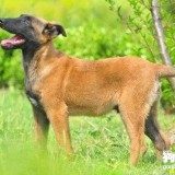 犬疥螨病的症状及治疗方法