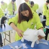 宠物美容剪刀的正确使用方法