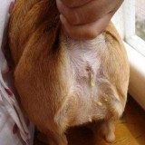 【怎么给狗狗挤肛门腺】教你给狗狗挤肛门腺的正确方法