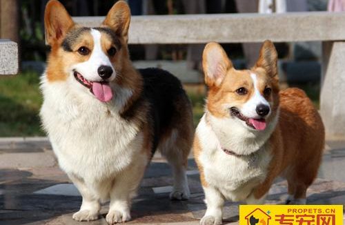 柯基犬的特点 从外貌特征去鉴别