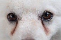 宠物的泪痕很严重？这个问题究竟该不该高度重视呢？