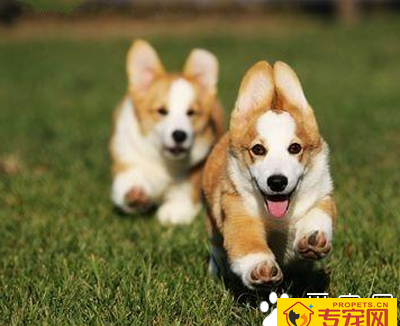 小型犬聪明排行 聪明的狗狗更易训练