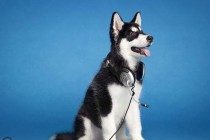 给狗狗刷牙的注意事项，适度地清洁口腔，帮助狗狗健康成长