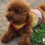 【狗狗膀胱癌症状】狗狗膀胱癌的原因及治疗方法