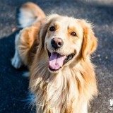 犬传染病与寄生虫大全