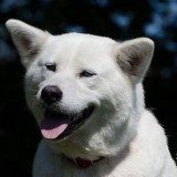 【犬瘟热症状】犬瘟热治疗及预防方法