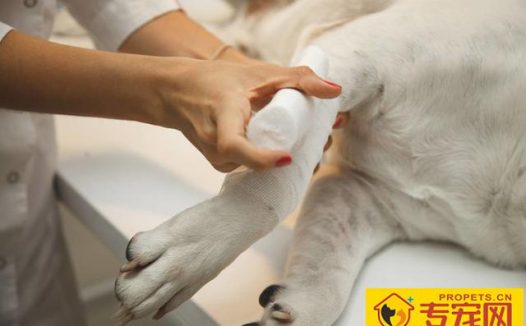 狗狗生病时候传出六个“求救信号”，每一个都很显著，接到能救人