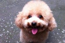 养宠物的注意了，你的这种个人行为，会导致狗狗拉稀！