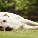 狗狗中毒了怎么办？会有哪些明显的症状！