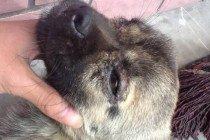 狗虱子怎么去除,5招教你去除狗狗身上的虱子