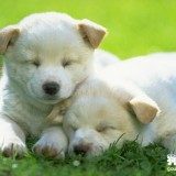 狗狗驱虫药的选择及驱虫时间详解