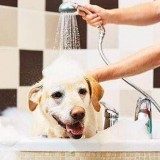 给狗狗洗澡，新手家长们一定要注意这几点！
