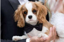 最“恐怖”的5种狗，谁养谁奔溃，你可以承担吗？