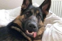 成年人德牧眼睛总会有眼屎