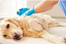 小狗疼痛是哪出了难题，铲屎官怎样观查？