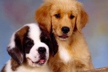 狗会游水，为何还会继续担心洗澡，怎么才能改进这一状况