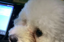 狗狗有泪痕，这招更根除！