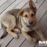 教你如何区分狗狗耳螨和耳垢的方法