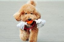 泰迪聪慧到哪些水平？你毫无疑问想像不上