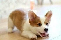 狗狗呕吐怎么办,狗狗呕吐的原因分析