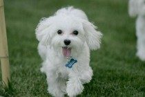 狗狗发烧的症状及治疗方法