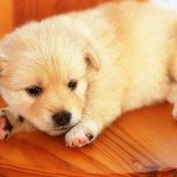 狗狗骨折了怎么办？