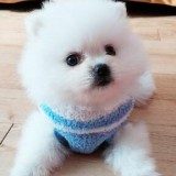 【狗狗衣服怎么做】用袜子diy制作漂亮的狗狗衣服