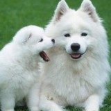 什么情况不能给狗狗洗澡，大家都知道吗？