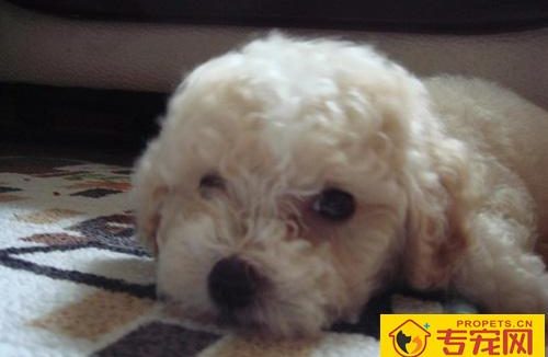 泰迪和比熊有什么区别 从外貌特征去辨别