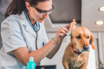 狗狗耳朵的6种种类，家里的归属于哪这种呢？