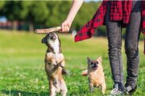 常常吠叫的狗狗，他们究竟在叫什么名字？缘故这五点