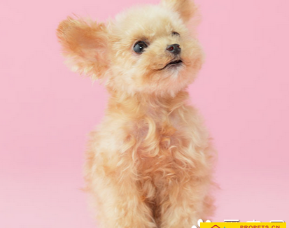 哪种小型犬聪明 玩具贵宾较聪明