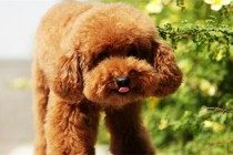 狗狗的身上体味太大，有什么方式去臭味