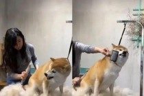 柴犬梳毛超受欢迎，不断回头亮牙，美容师一招分裂它的暴脾气！