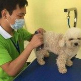 宠物美容师要学多久，什么时候才能开始工作