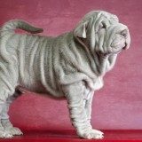 如何正确的给沙皮狗洗澡？简单适用的步骤