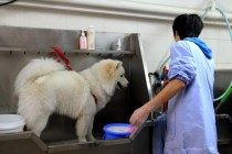 有关狗狗洗澡：出门VS家里，你也是哪一种？