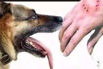 有这种病症的狗狗,注意了,将会身患狂犬病!
