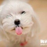 狗狗美容中意外事件的处理