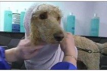 带狗狗去冼澡，店员一直认为是金毛，烘干毛发都立即愣住了！