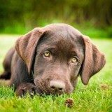 狗狗为什么会吃土和草