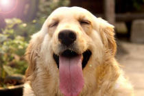 养狗的开心等级划分,5级主人最幸福快乐,你是几级?