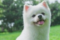 狗狗总记不得你给它取的名字?休怪狗狗太蠢,就是你不起作用对方式