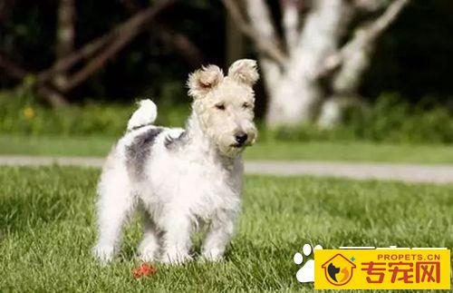 如何与狗狗互动交流 跟狗狗互动交流感情技巧