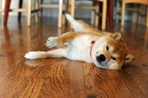 狗腹泻能够 喝温水吗