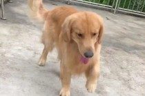 狗狗装瘸该怎么办?